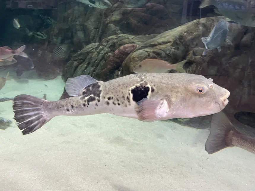 Fugu