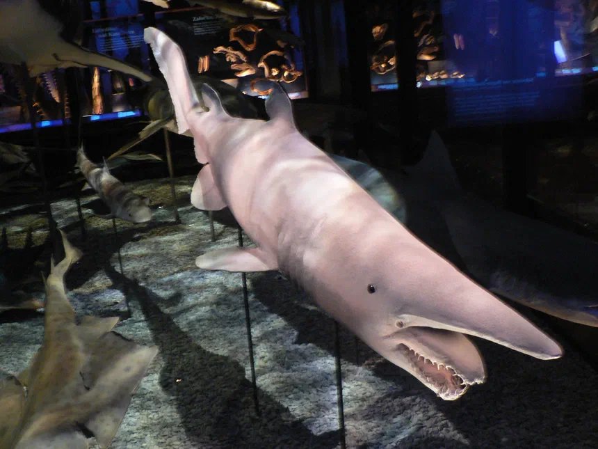 Goblin Shark