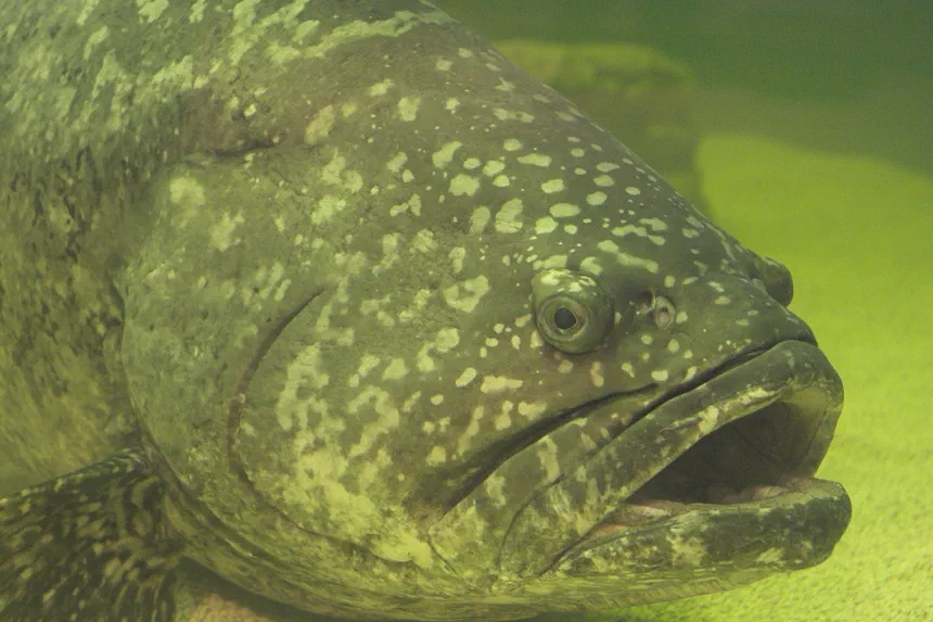 Goliath Grouper