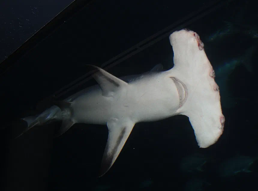 Great Hammerhead Shark