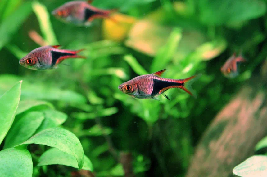Harlequin Rasbora