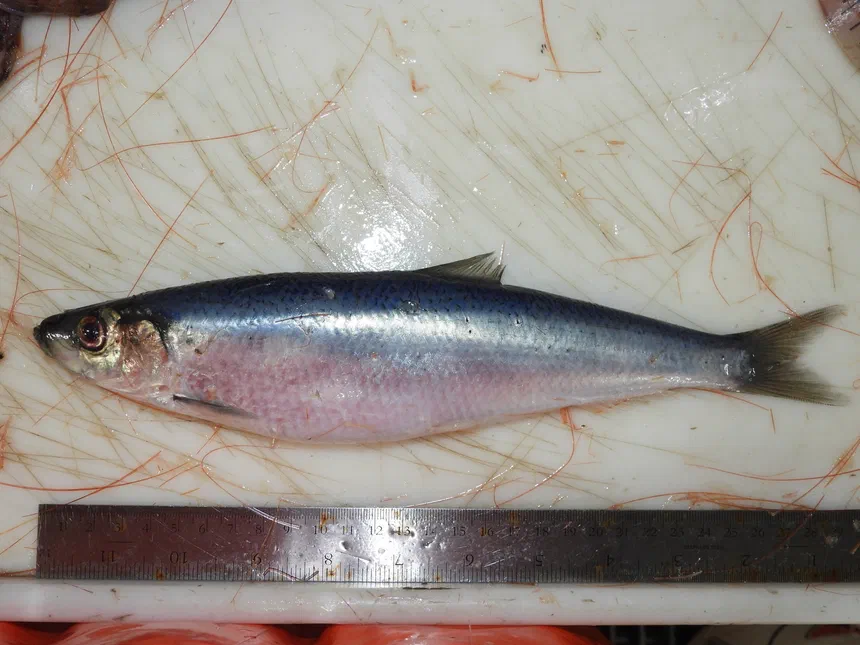 Atlantic Herring