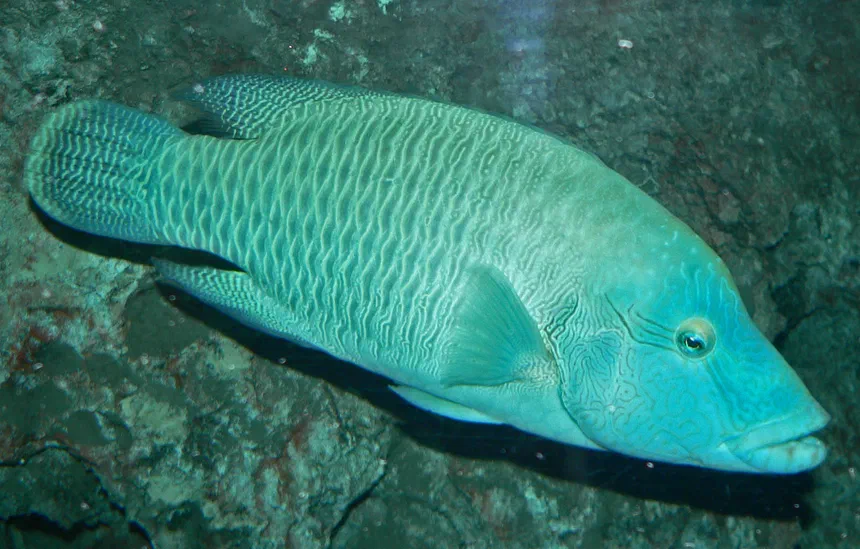 Humphead Wrasse