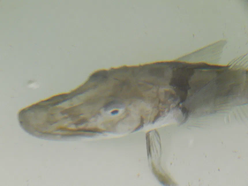 Blackfin Icefish