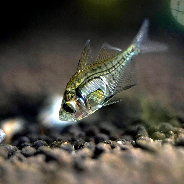Indian Glassy Fish