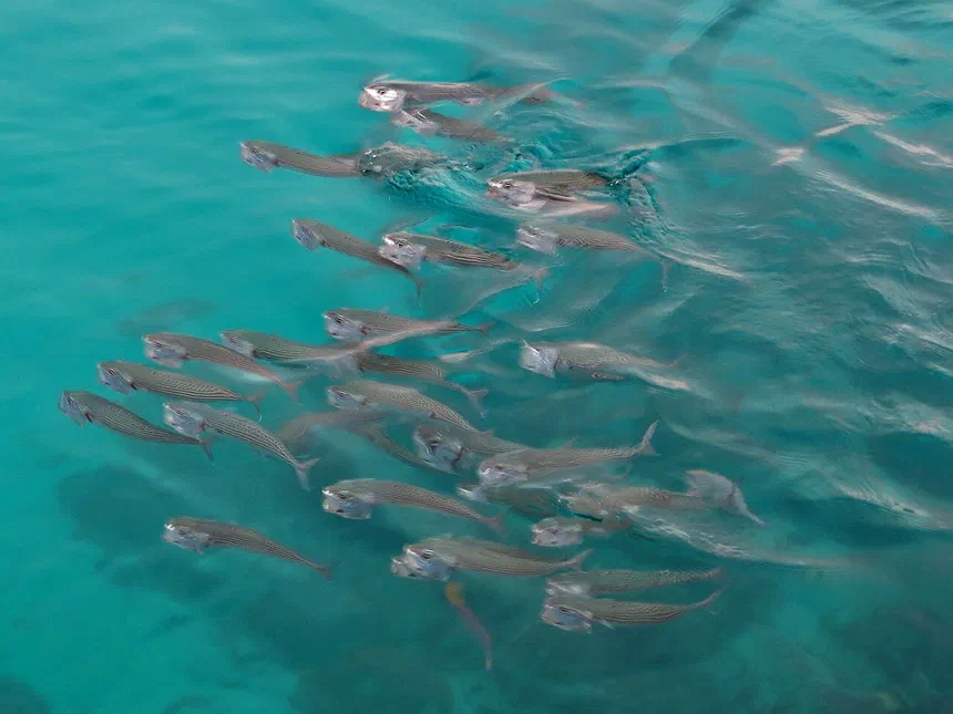 Indian Mackerel