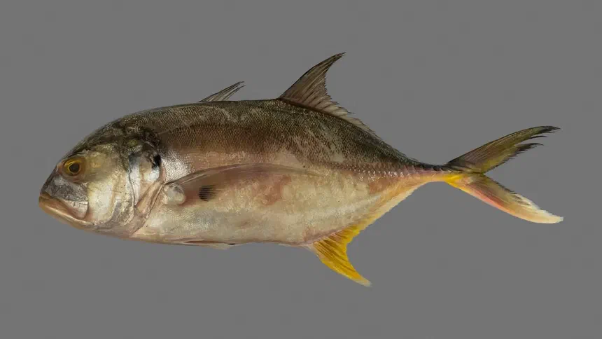 Jackfish