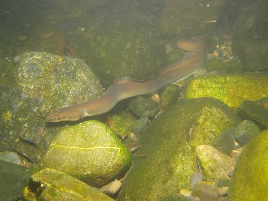 Japanese Eel
