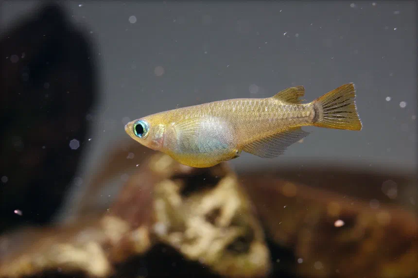 Japanese Rice Fish