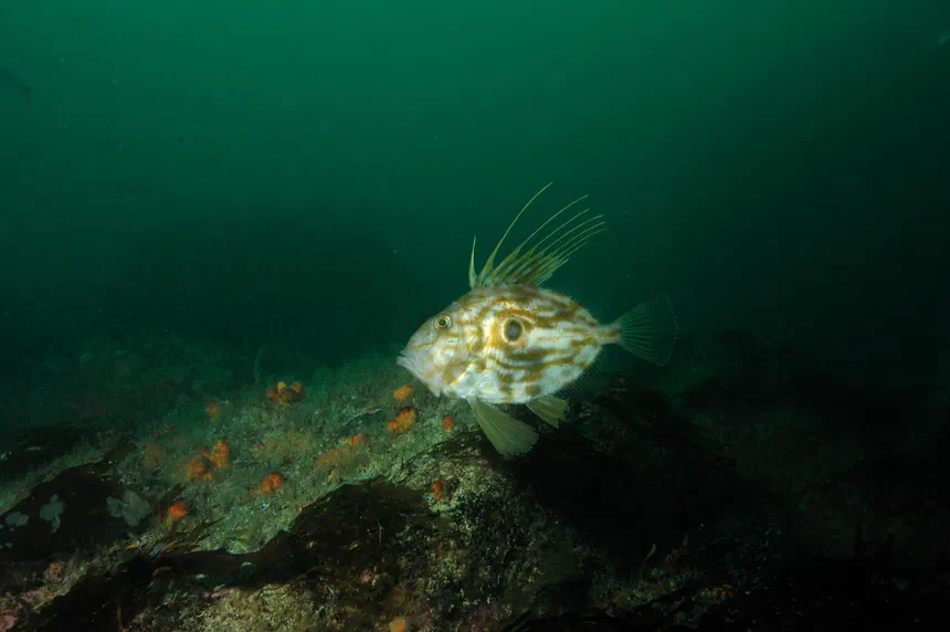 John Dory