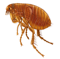 Fleas