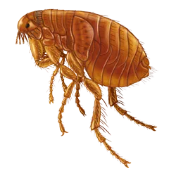 Fleas