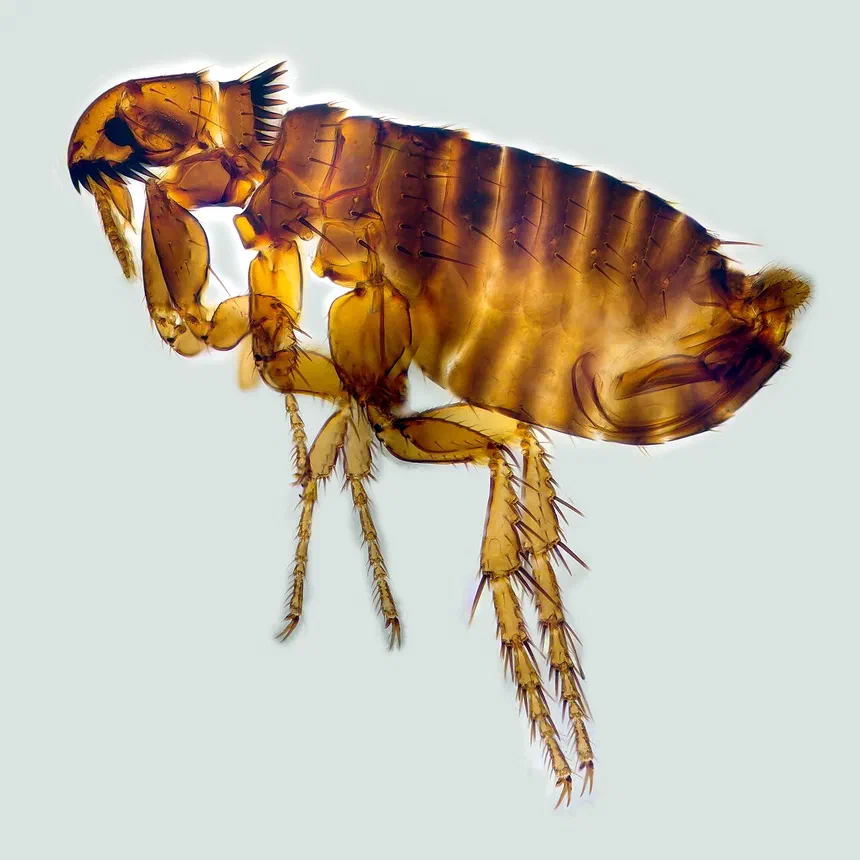 Can Fleas Fly?
