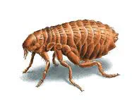 What is the Life Cycle of a Flea?