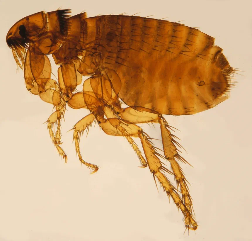 Cat Flea