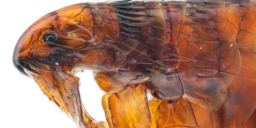 Cat Flea