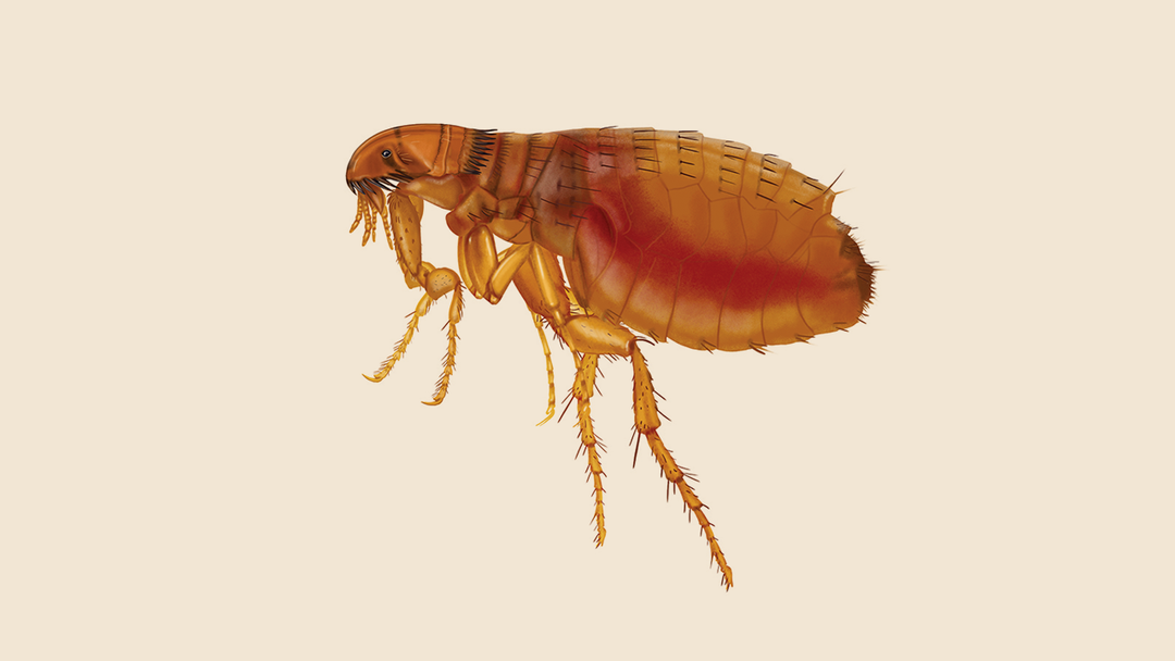 Cat Flea Facts & Information