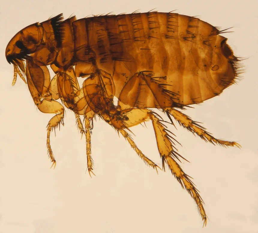 Cat Flea Facts & Information