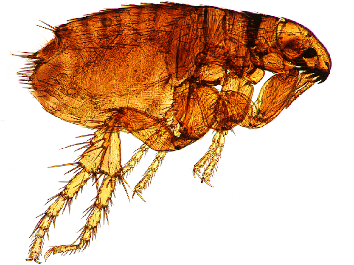 Dog Flea Ctenocephalides canis (Curtis)
