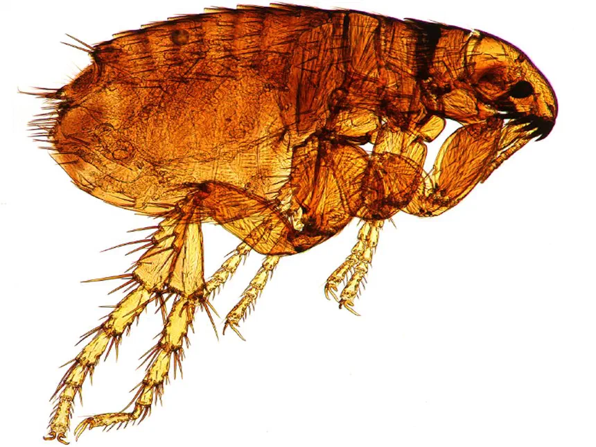 Dog Flea Ctenocephalides canis (Curtis)