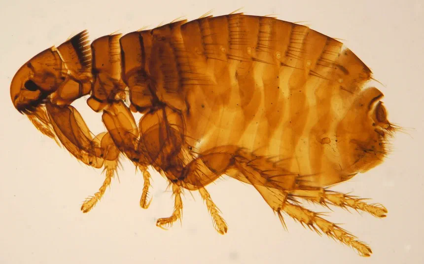 Dog Flea