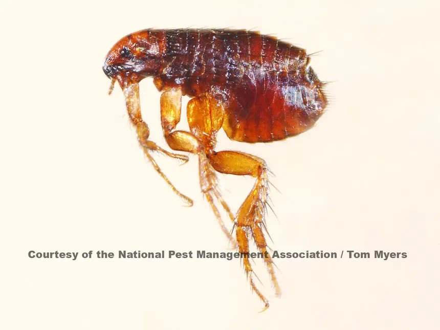 Fleas Siphonaptera