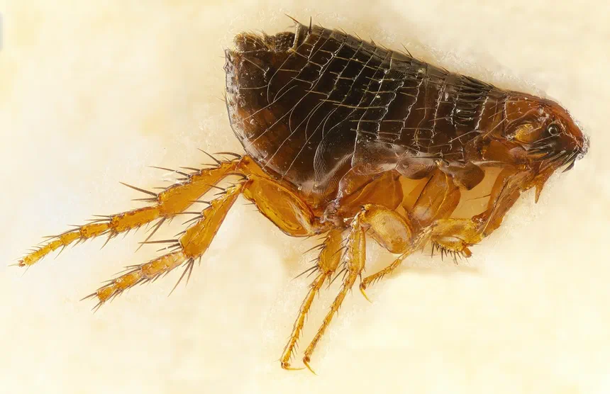 How to Detect Signs of a Flea Infestation