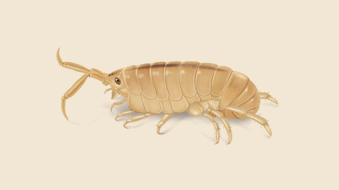 Sand Flea Identification and Control