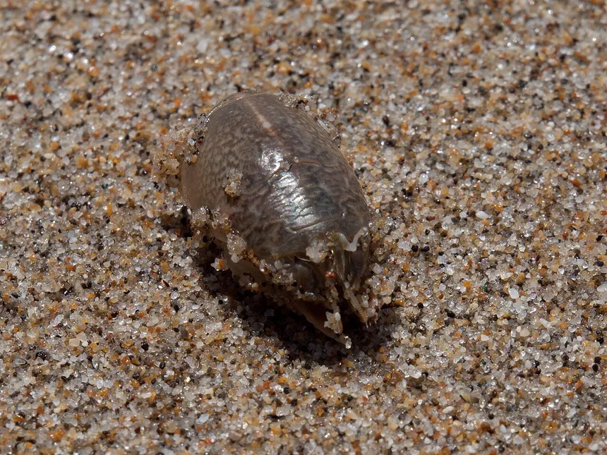 Sand Flea Identification and Control