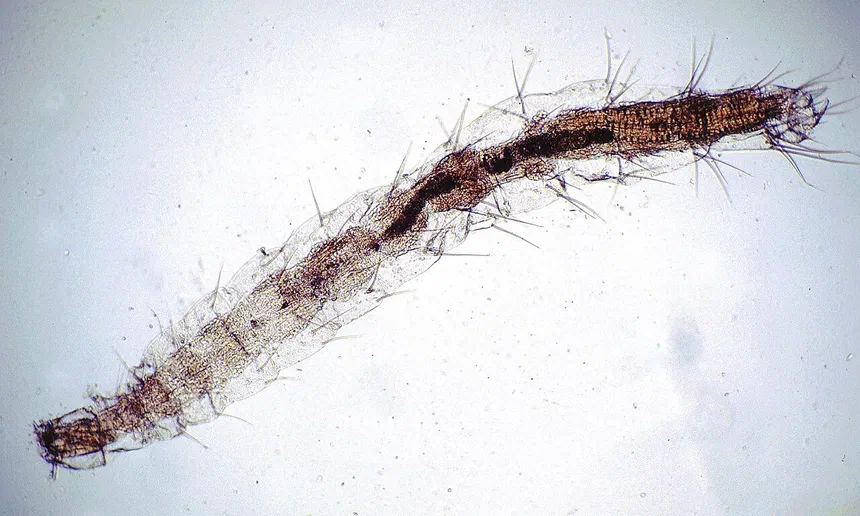 What Do Flea Larvae Look Like?