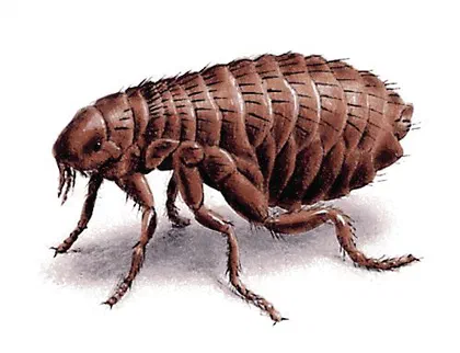 How to Identify Fleas