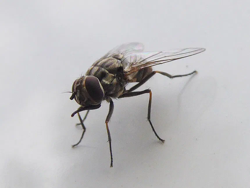 Biting Fly Facts & Information