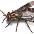 Houseflies