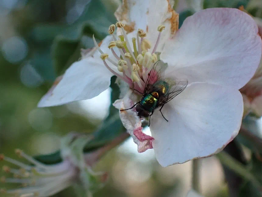 Blow flies
