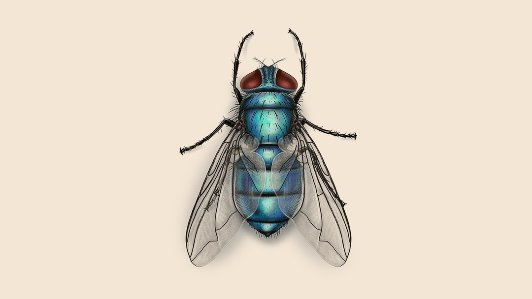 Bottle Fly Fact & Information