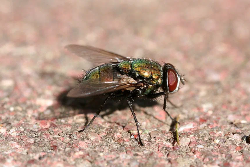 Bottle Flies