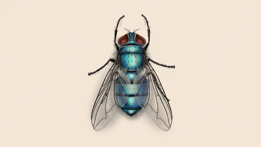 Bottle Fly Fact & Information