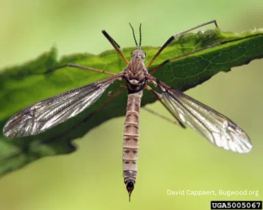 Crane Fly NEED