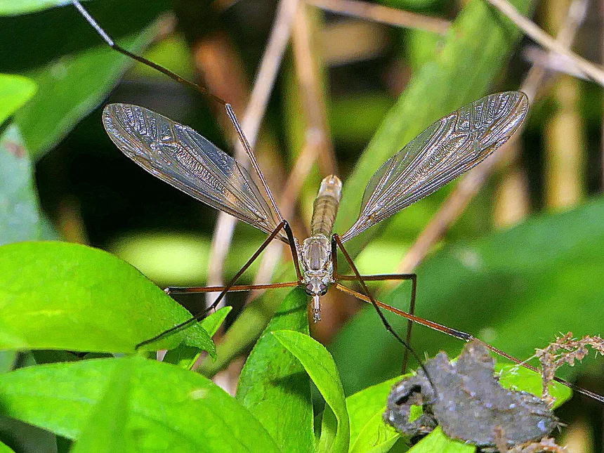 Crane Flies