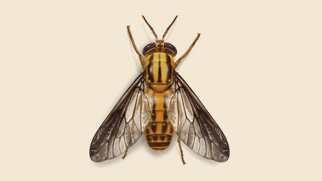 Deer Fly Identification & Removal