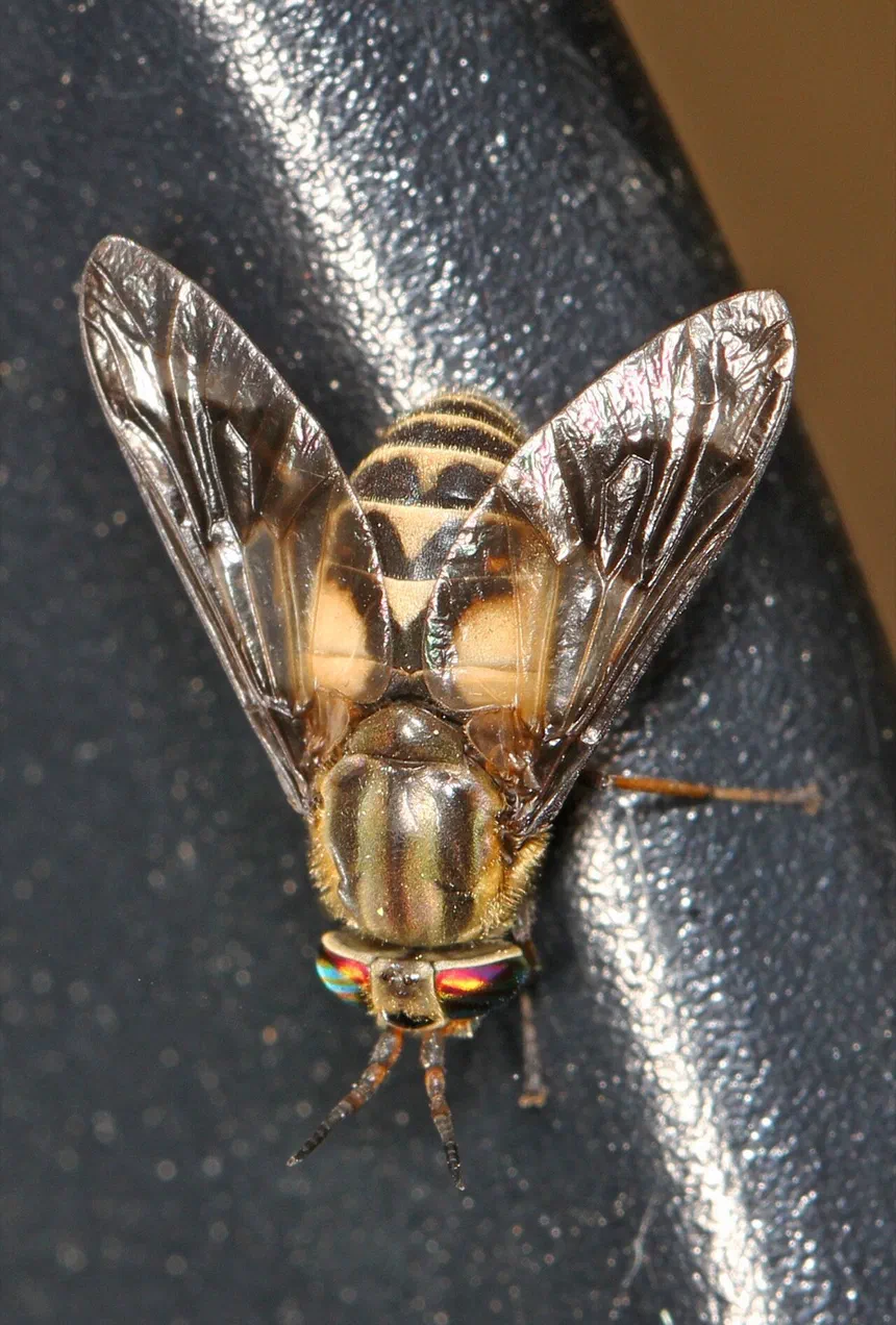 Deer Flies