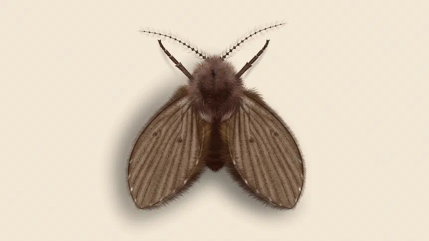 Drain flies