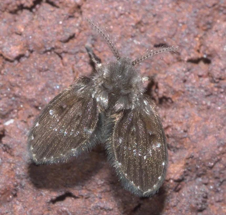 Drain flies