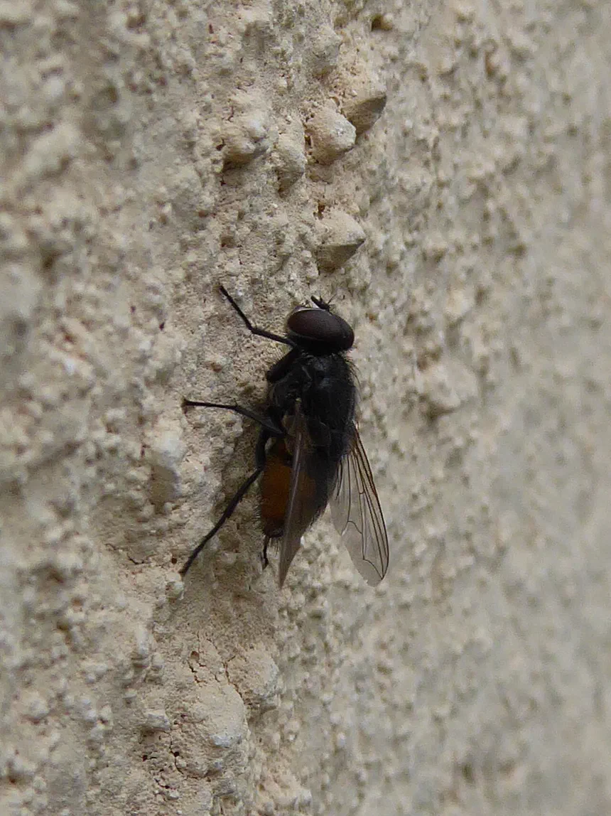 Face Fly Facts & Information