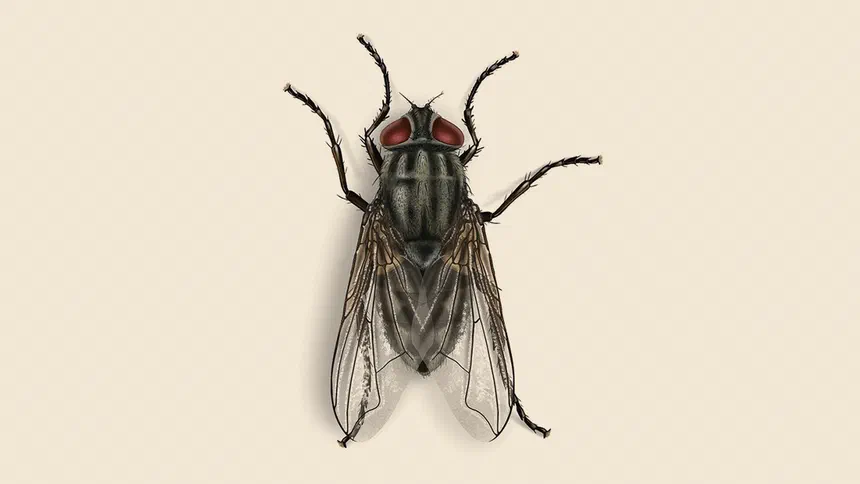 Face Fly Facts & Information