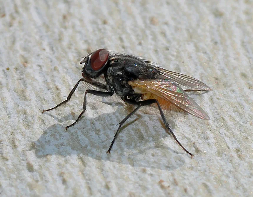 Flies All Stages of Life