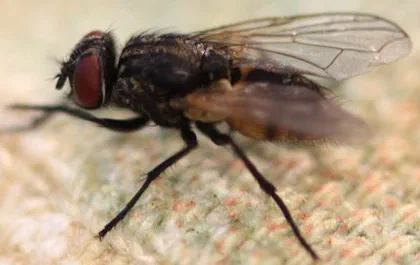 Fly Anatomy