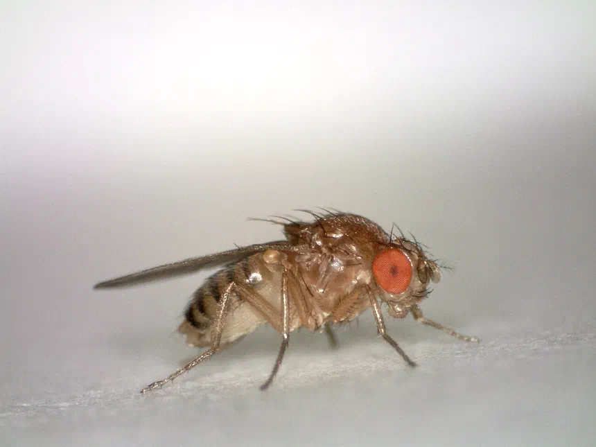 Fruit Flies