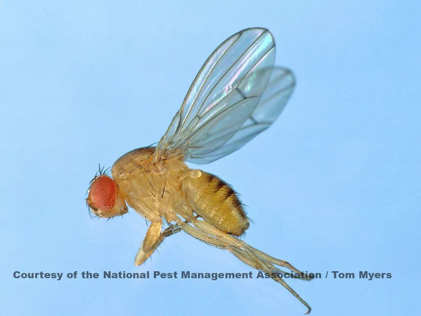 Fruit Flies