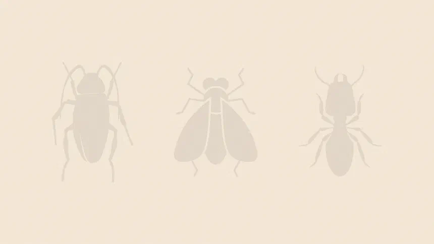Garbage Fly Facts & Information
